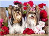 Malowanie po numerach Pieski z kokardami