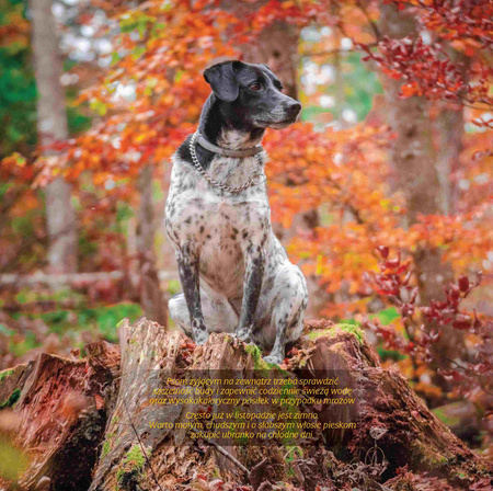 Kalendarz 2026 Psy KAD-10