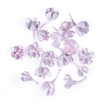 Suszone owoce różowe 10g