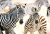Puzzle 1000 Young Zebras C-105021-2