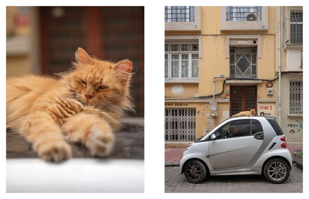 City Cats of Istanbul