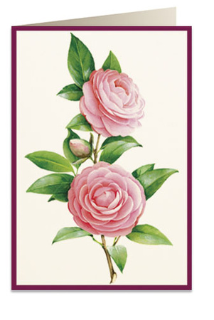 Karnet B6 koperta 5817 Kamelia 2