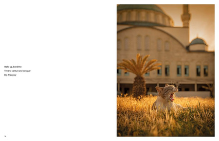 City Cats of Istanbul