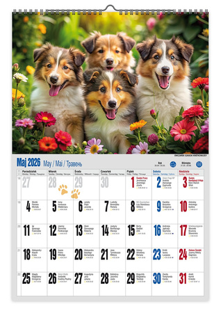 Kalendarz 2026 ścienny Pies przyjaciel człowieka A3 VD12