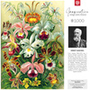 Puzzle 1000 Imagination Ernst Haeckel Orchidea