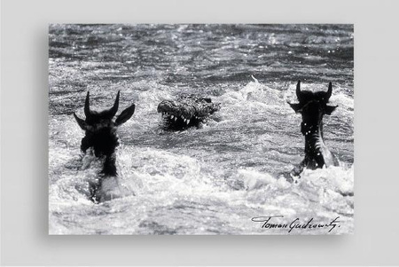 Following Wild Trails Tomasz Gudzowaty