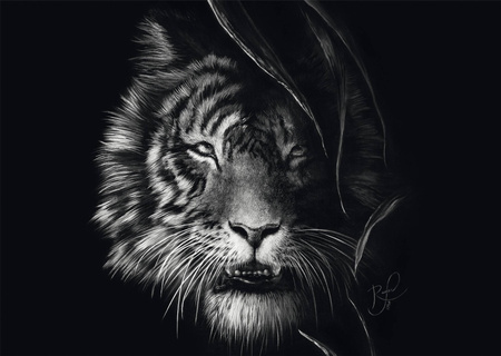 Puzzle PQ 1000 Ashley Rader Tygrys 112947