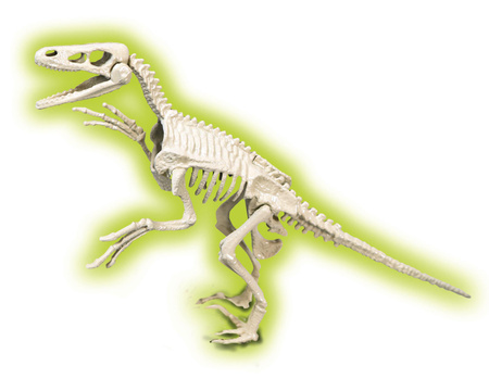 Skamieniałości welociraptor fluorescencyjny 50639