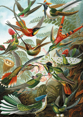 Puzzle 1000 Haeckel Kolibry