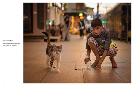 City Cats of Istanbul