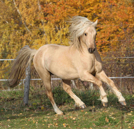 Kalendarz 2026 Konie KAD-11