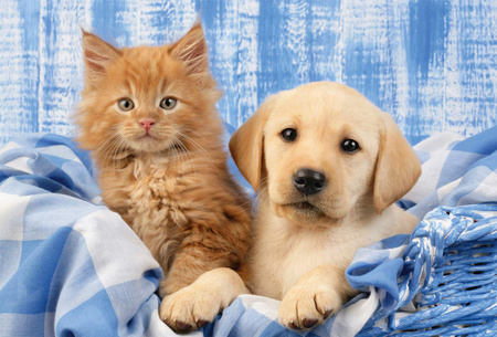 Puzzle 3 x 48 Najsłodsze zwierzątka 112713