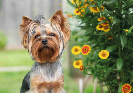 Kalendarz 2026 Psy KA-2