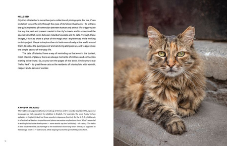 City Cats of Istanbul