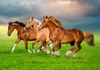 Puzzle 500 Horses in Spring Rush B-54084