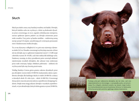 Jak rozmawiać z psem