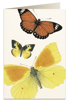 Karnet B6 koperta 8037 Motyle