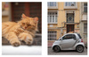 City Cats of Istanbul