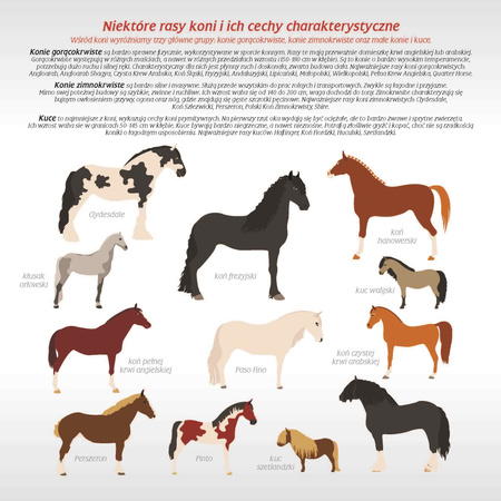 Kalendarz 2026 Konie KAD-11