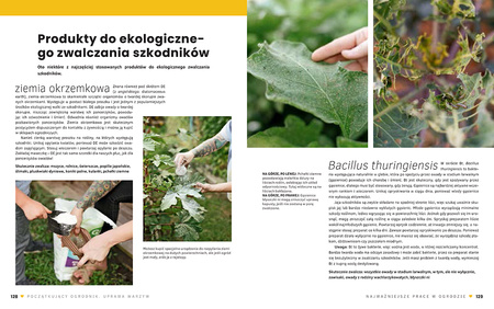 Początkujący ogrodnik. Uprawa warzyw