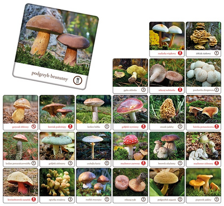 Gra memory Grzyby Polski