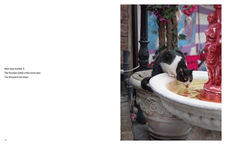 City Cats of Istanbul