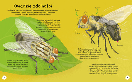 Ile kropek ma biedronka? Wiem wszystko o owadach