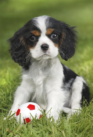 Puzzle 3 x 48 Najsłodsze zwierzątka 112713