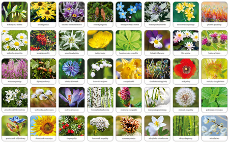 Gra memory Flora Polski