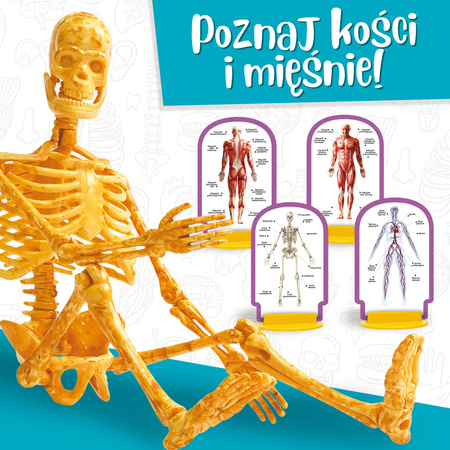 Lisciani I'm a Genius Poznaj ciało człowieka 304-PL100224