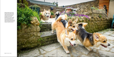 Country Life's. Book of Dogs