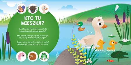 Czy już wiesz, gdzie śpi jeż? Kto mieszka na łące