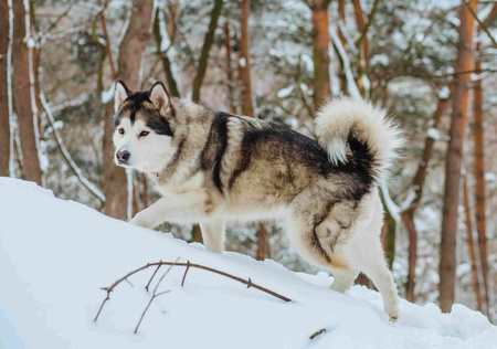 Kalendarz 2026 Psy KA-2