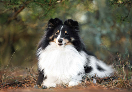 Kalendarz 2026 Psy KA-2