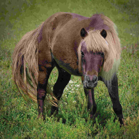 Kalendarz 2026 Konie KAD-11