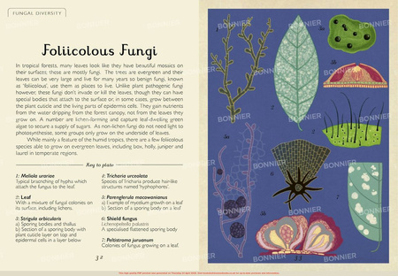 Fungarium (Mini Gift Edition)