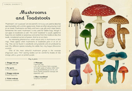 Fungarium (Mini Gift Edition)