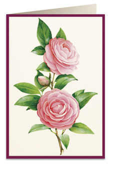 Karnet B6 koperta 5817 Kamelia 2