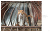 City Cats of Istanbul