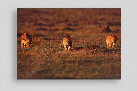 Following Wild Trails Tomasz Gudzowaty