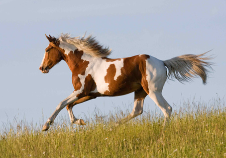 Kalendarz 2026 Konie KA-10