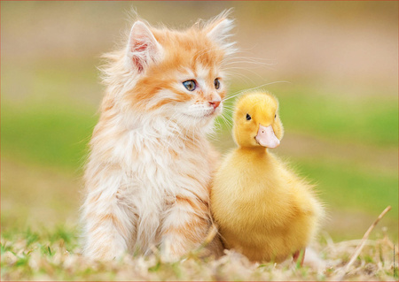 Puzzle 500 Uroczy Przyjaciele 109634