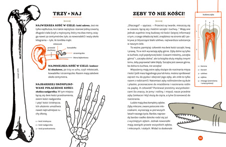 Tajemnice szkieletów. O czym klekoczą kości?