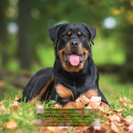 Kalendarz 2026 Psy KAD-10