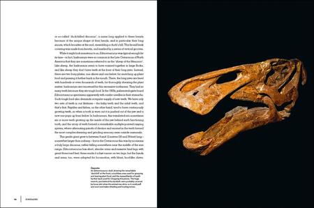 Dinosaurs wer. angielska