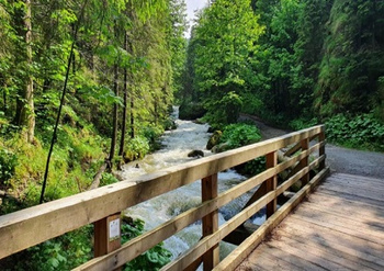 Diamentowa Mozaika Las pomost drewniany nad potokiem NO-1006519