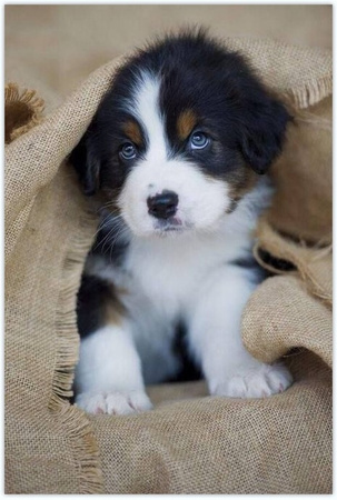 Diamentowa Mozaika Piesek w płótnie NO-1008125