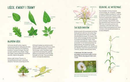 Mój pierwszy zielnik. Zbieram kwiaty, liście i trawy