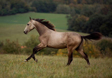 Kalendarz 2026 Konie KA-10