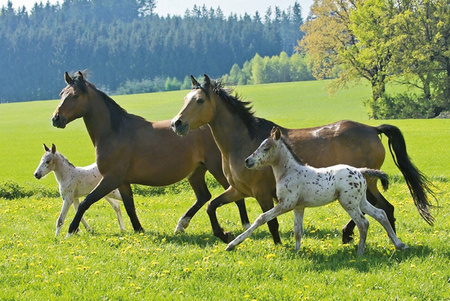 Puzzle 2 x 26 + 2 x 48 W walizce Love Konie 104964